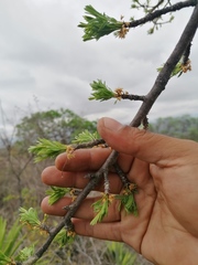 Bursera morelensis