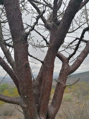 Bursera morelensis