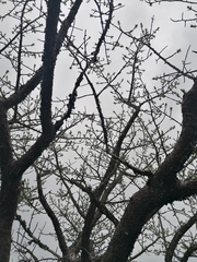 Bursera morelensis