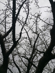 Bursera morelensis