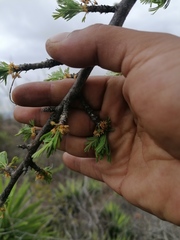 Bursera morelensis