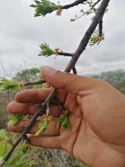 Bursera morelensis