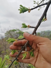 Bursera morelensis