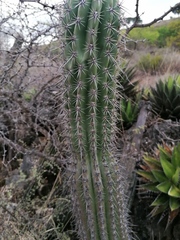 Stenocereus treleasei