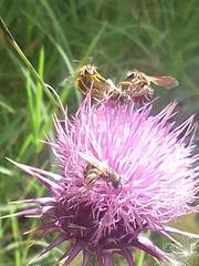 Halictus scabiosae