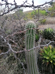 Stenocereus treleasei