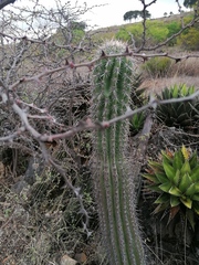 Stenocereus treleasei