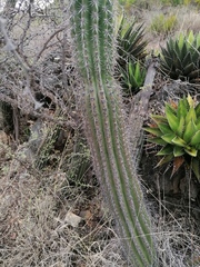 Stenocereus treleasei