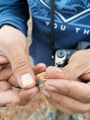Lactista micrus
