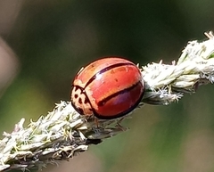 Declivitata olivieri