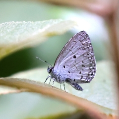 Udara placidula