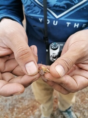Lactista micrus