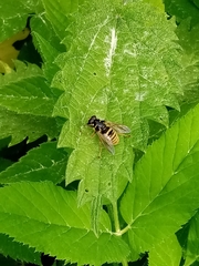 Temnostoma vespiforme