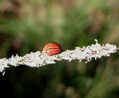 Declivitata olivieri