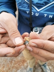Lactista micrus