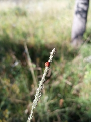 Declivitata olivieri