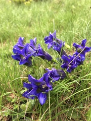 Gentiana acaulis
