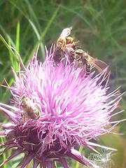 Halictus scabiosae
