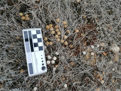 Sylvilagus cunicularius