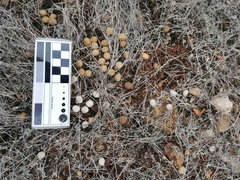 Sylvilagus cunicularius