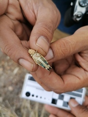 Lactista punctata