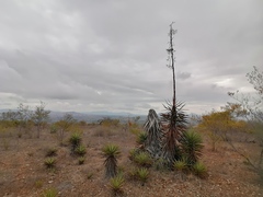 Agave karwinskii