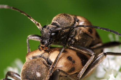 speckled longhorn beetle