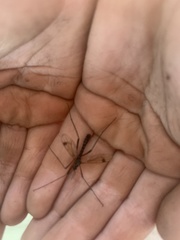 Dictenidia