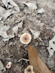 Podoscypha ravenelii