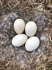 Branta leucopsis
