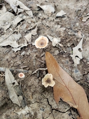 Podoscypha ravenelii