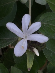 Barleria albostellata