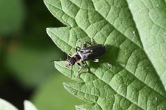 Cantharis obscura