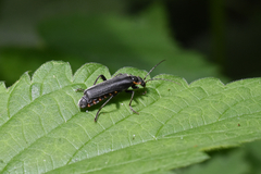 Cantharis obscura