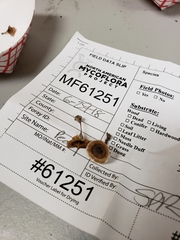 Podoscypha ravenelii