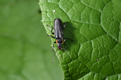 Cantharis obscura