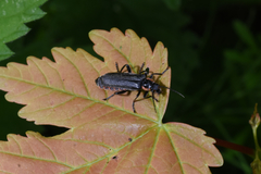 Cantharis obscura