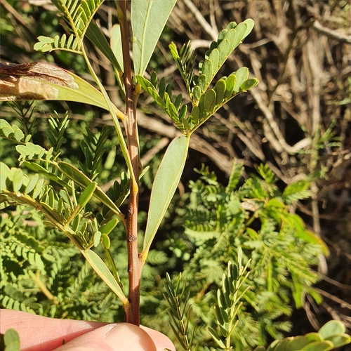 Image of Acacia rubida by (c) ronavery, some rights reserved (CC BY)