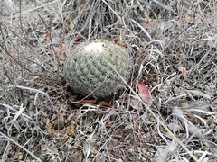 Coryphantha retusa