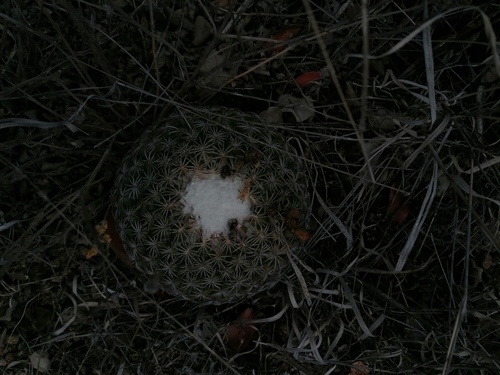 Coryphantha retusa