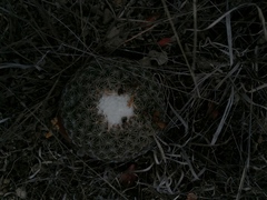 Coryphantha retusa
