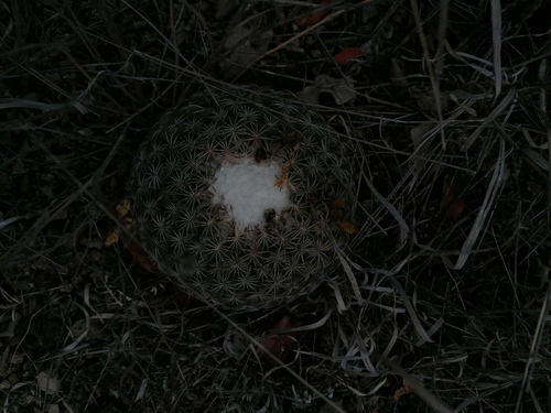 Coryphantha retusa