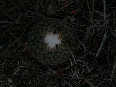 Coryphantha retusa