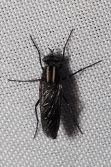 Thereva albovittata