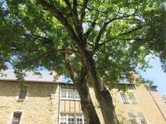 Acer negundo