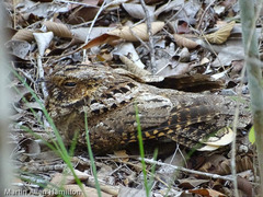 Antrostomus noctitherus