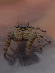 Phidippus comatus