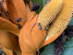 Lepidotrigona terminata