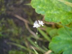 Lithophragma parviflorum