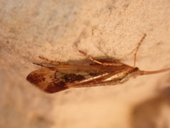 Limnephilus marmoratus